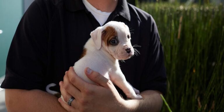 Este sábado realizarán una jornada de adopción de perros y gatos en la costanera