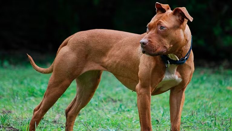 Imputaron a dos hermanos por matar a puñaladas a un perro y agredir a un vecino