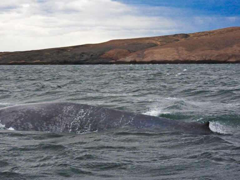 Histórico: avistan por primera vez en Chubut a una ballena azul