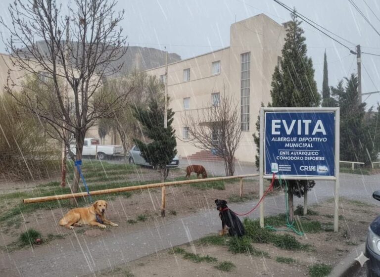“El frío no espera”: piden cuchas para perros rescatados por la emergencia en el cerro Hermitte