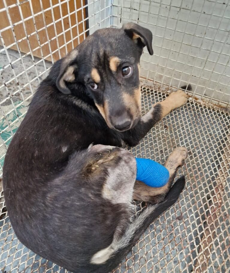 “Un guerrero negado a rendirse”: Aquiles perdió una pata tras ser atropellado y busca un hogar