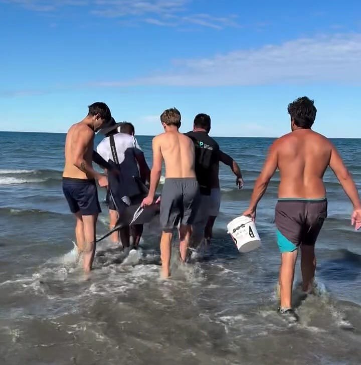 Rescate exitoso: devuelven al mar a un delfín común varado en Puerto Pirámides