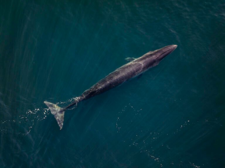 Rada Tilly abre la Temporada 2026 de Ballena Sei con una vigilia en Punta Marqués