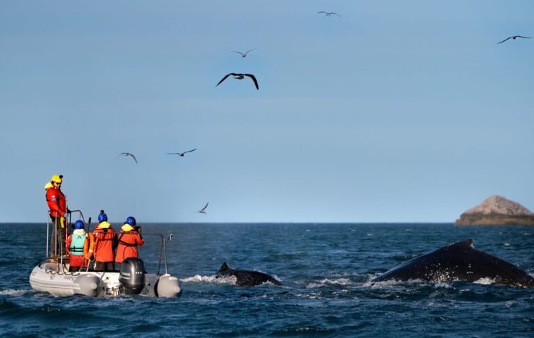 Por primera vez en la historia de Argentina rastrean ballenas jorobadas desde el Parque Patagonia Azul