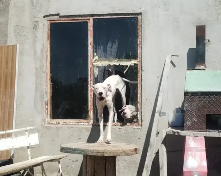 “Fueron dejados a su suerte”: denuncian casos de maltrato animal tras el derrumbe del cerro Hermitte