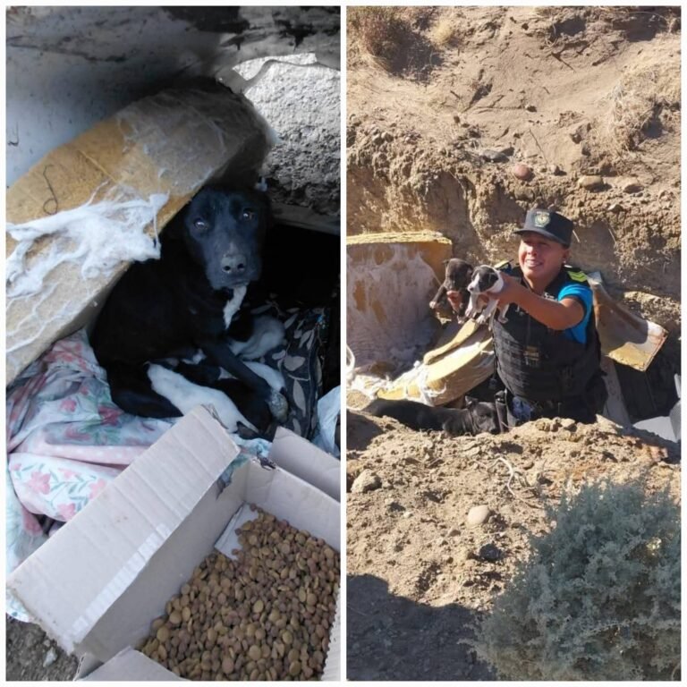 Rescatan a dos perras, una preñada, y seis cachorros abandonados en La Aguadita