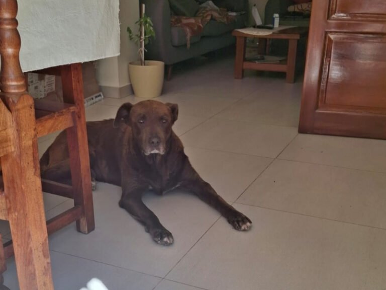 Lo encontraron encadenado, enfermo y abandonado: el caso de “Chocolate” llegó a la Justicia