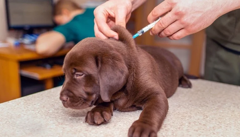 Este sábado habrá una jornada de vacunación antirrábica gratuita en Diadema