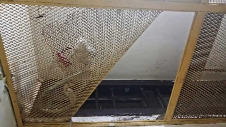 Intento de fuga en una comisaría: presos limaron barrotes y rompieron un ventiluz