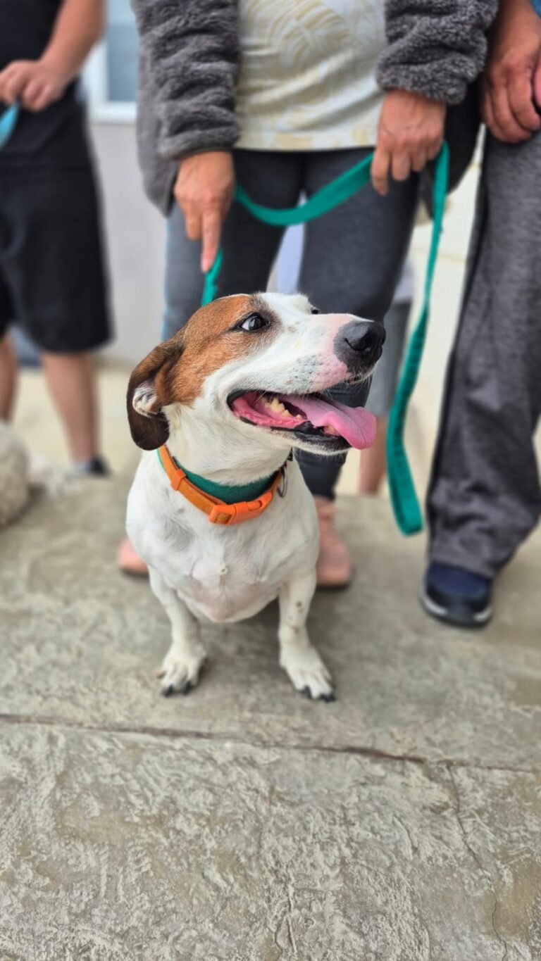 Este jueves habilitarán turnos telefónicos para esterilización canina y felina en Laprida