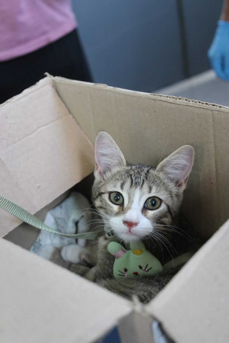 Este jueves habilitan turnos para esterilizar perros y gatos en Bella Vista Sur