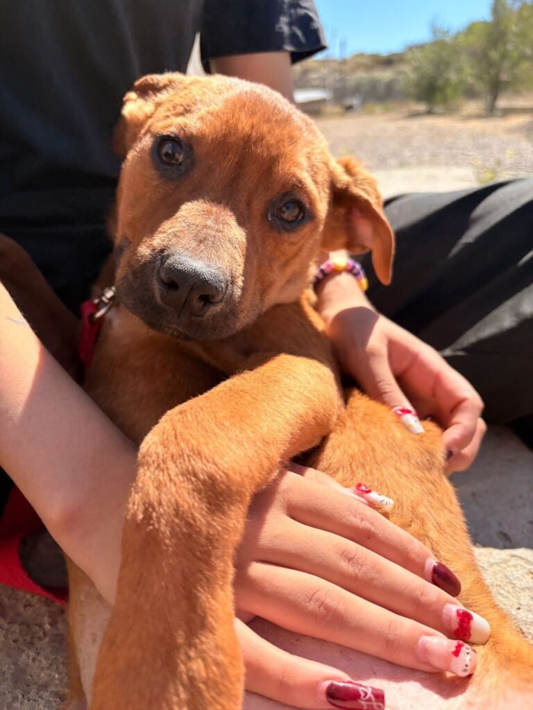 Lola busca una segunda oportunidad tras ser rescatada de una situación de maltrato