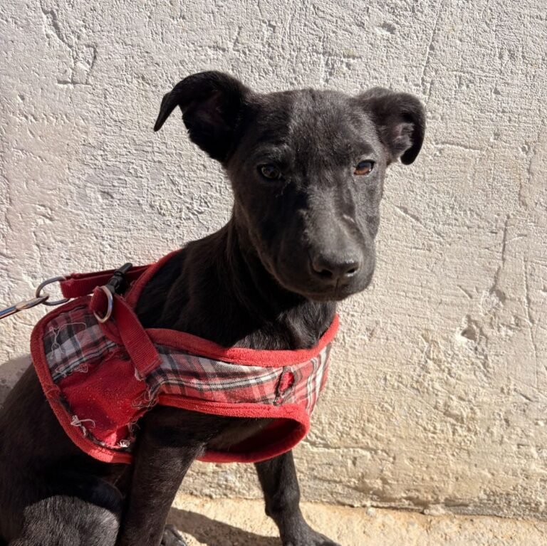 Quedó sola tras la adopción de sus hermanas y buscan una familia para ella