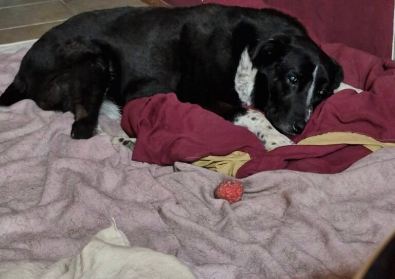 Desesperado pedido de ayuda para cubrir el tratamiento de Malevito y otros perros rescatados