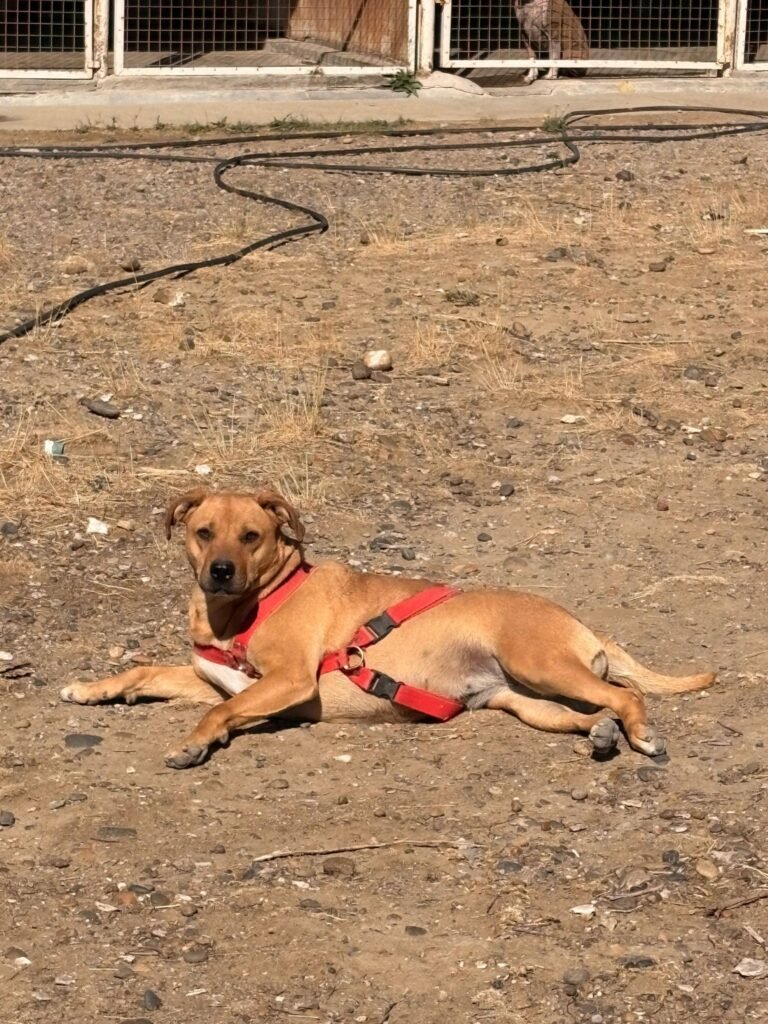 Piden adopción para los perros del Dispensario antes del invierno: “No nos olvidemos de ellos”