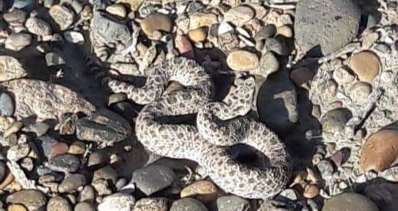 Una mascota quedó internada tras ser mordida por una yarará ñata en cercanías del Aeropuerto