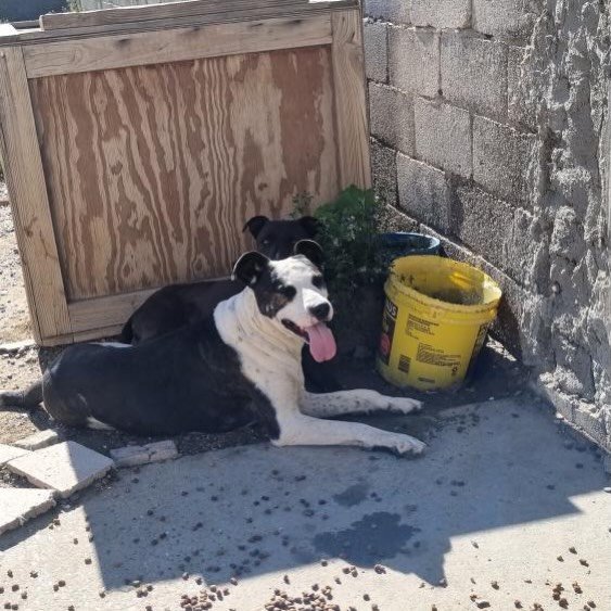 Buscan hogar para dos perros rescatados de Sismográfica: “Su dueño no los quiere”