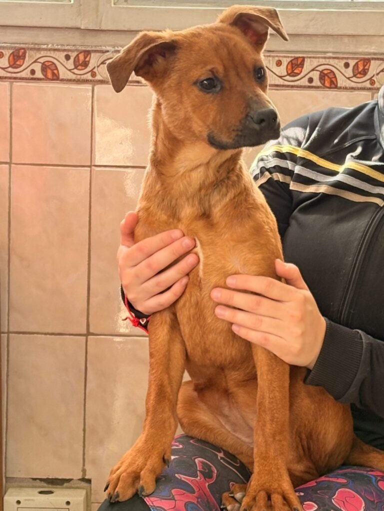 Otra historia de maltrato que busca un final feliz: Lola necesita adopción