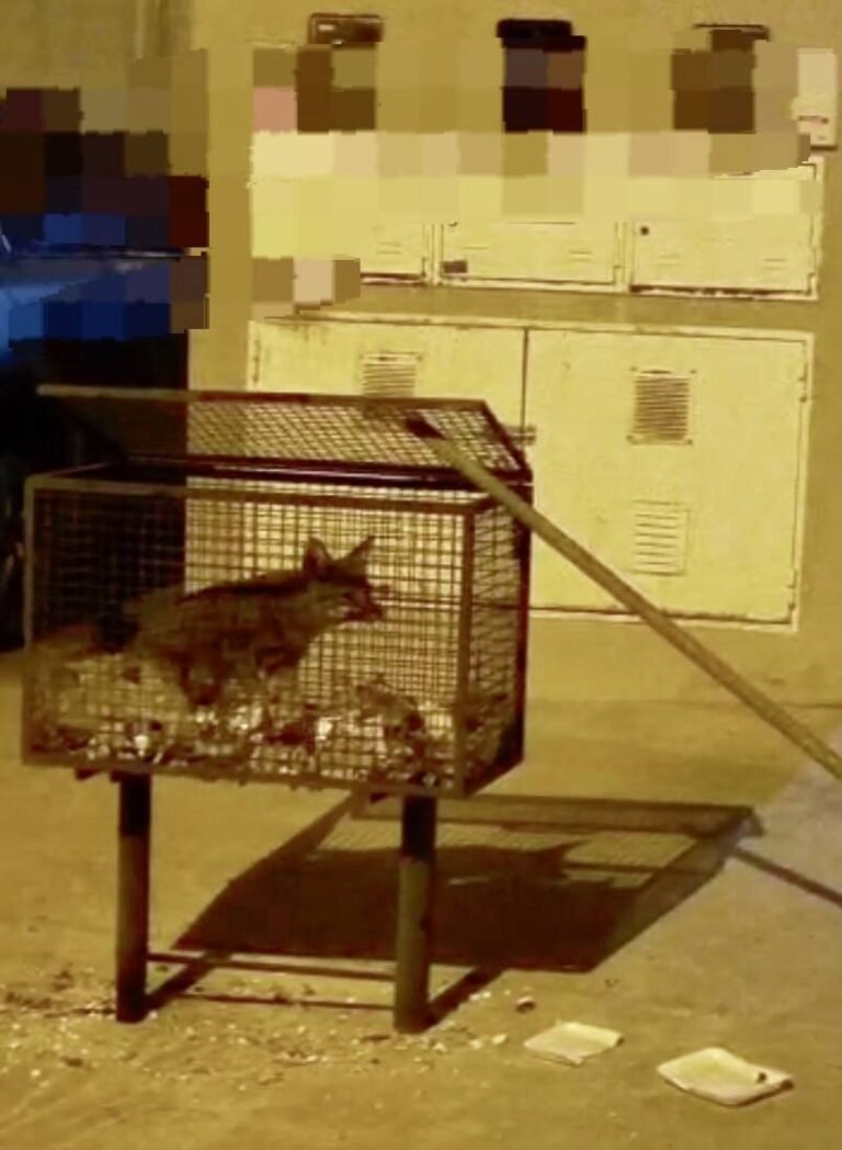 Crece la presencia de zorros en Rada Tilly y piden extremar cuidados