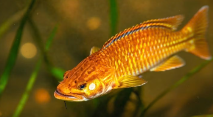 Hallazgo histórico: encuentran un pez de 200 años a 1000 metros de profundidad, desaparecido desde 1938