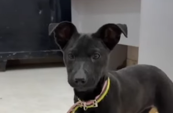 Buscan familias para tres cachorras que fueron rescatadas en muy mal estado: “Son puro amor”