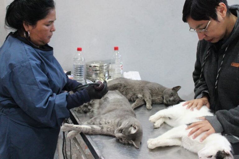 Proteccionistas denuncian que veterinarios municipales se niegan a vacunar animales