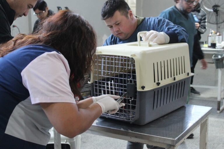 La campaña de castración gratuita se traslada a Caleta Córdova