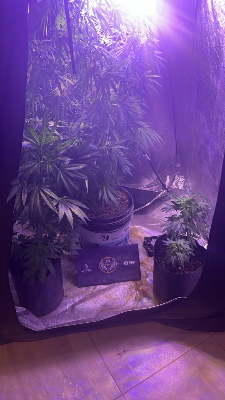 Secuestran cocaína, dinero y desmantelan un cultivo “indoor” tras un allanamiento de la Policía Federal