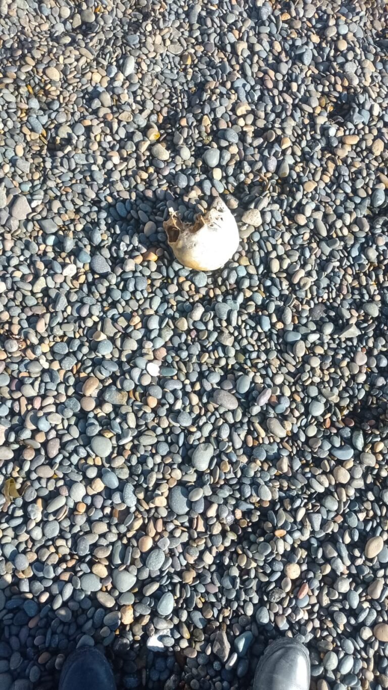 Hallazgo en la costanera: encuentran un cráneo humano cerca del Club Náutico
