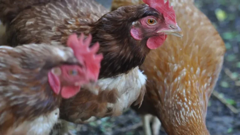 Detectaron un brote de gripe aviar y activaron un operativo sanitario en el Alto Valle