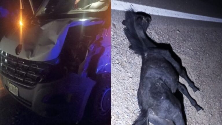 Un utilitario chocó contra un caballo en la Ruta Nacional 3