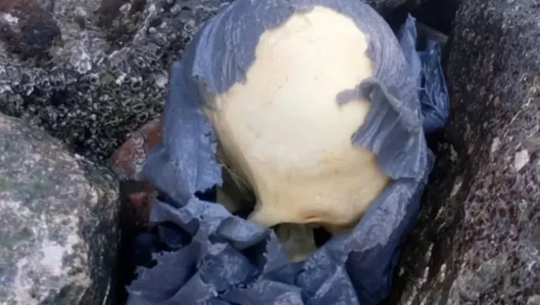 Impactante hallazgo: encontraron un cráneo humano escondido en Playa Unión