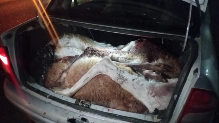 Transportaba guanacos faenados y fue detectado en un control policial en Ruta 26