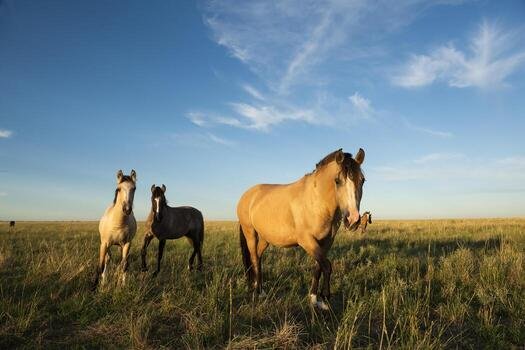 Violenta pelea en Ruta 1: una disputa por caballos terminó con un muerto