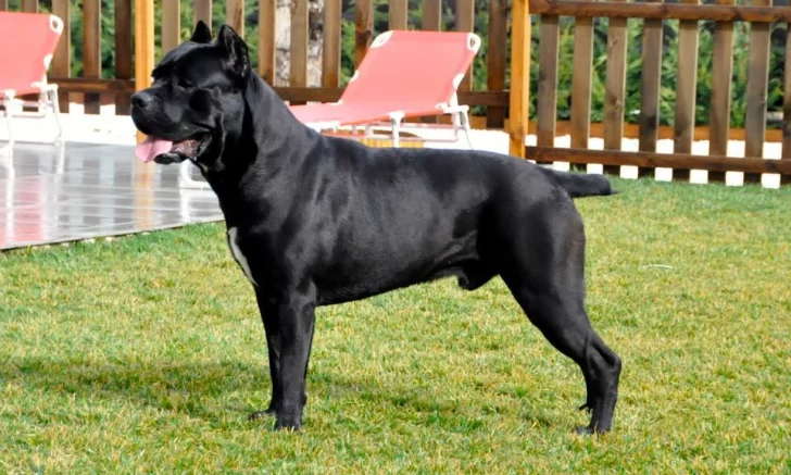 Imputaron a una familia por el ataque de una perra Cane Corso a un nene de seis años