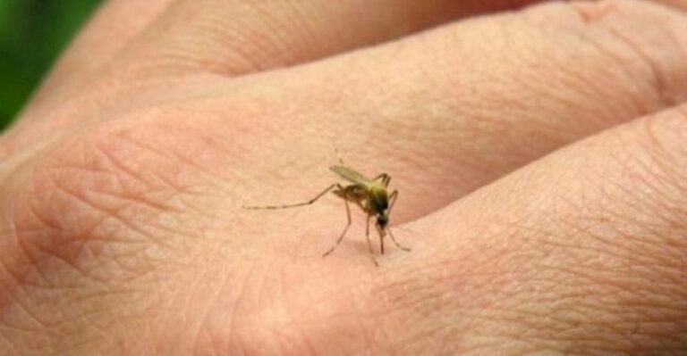 Chikungunya: se reportan 268 nuevos casos en Argentina y la alerta sigue vigente