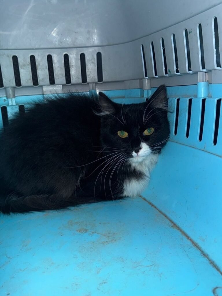 Piden tránsito urgente para animales abandonados en la casa de la madre de Ángel