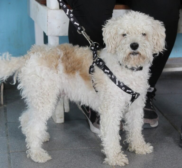 Este jueves y viernes entregarán turnos presenciales para castración gratuita en el barrio Abel Amaya