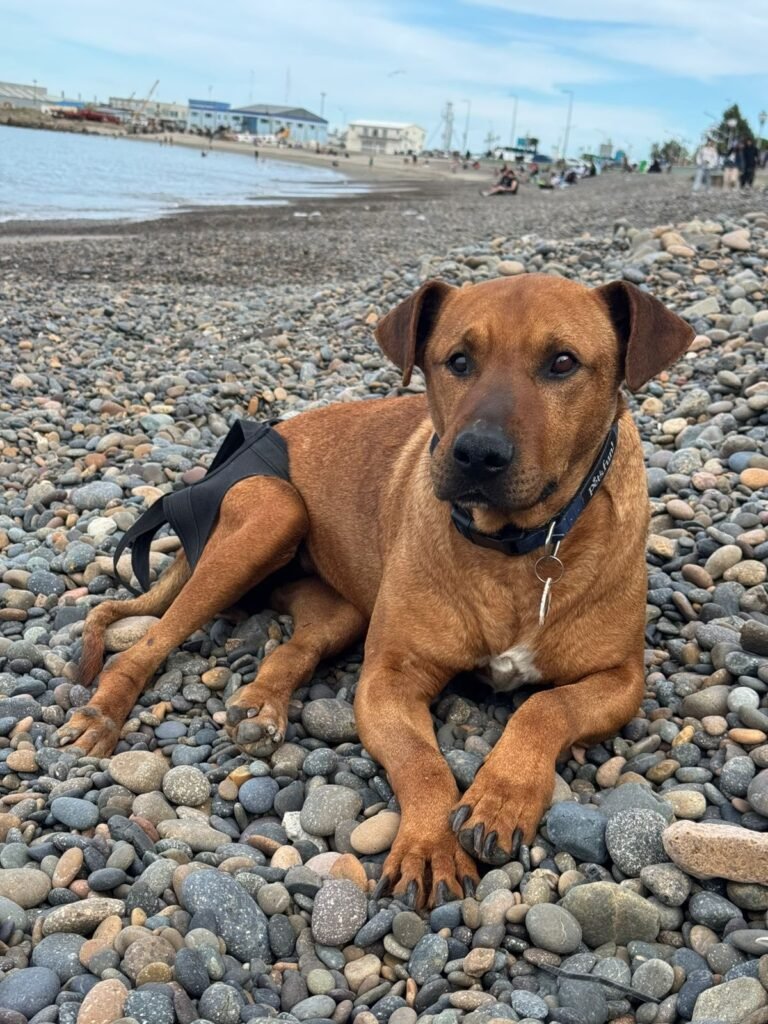 Todos por el Colo: organizan una rifa para que pueda continuar con sus paseos y fisioterapia