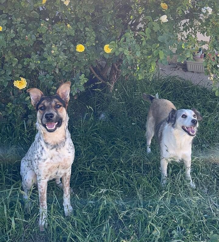 Urgente: una mujer y sus perros buscan un alquiler ante su inminente desalojo