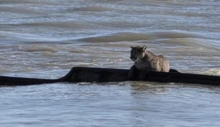 Un puma quedó varado sobre un barco semihundido por la marea y sorprendió a vecinos