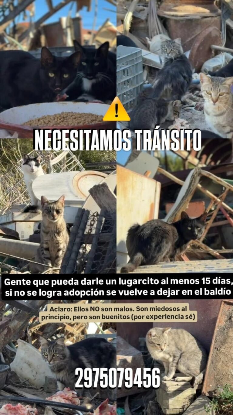 Vecinos piden ayuda para atrapar y cuidar a los gatos del terreno de Félix Assi