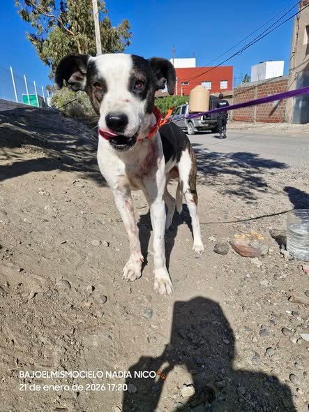 Buscan un hogar para Panda, un perro marcado por la violencia y el abandono