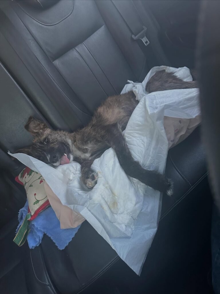 La Justicia abrió la investigación por la muerte de “Merlín”, el perro que sufrió maltrato extremo