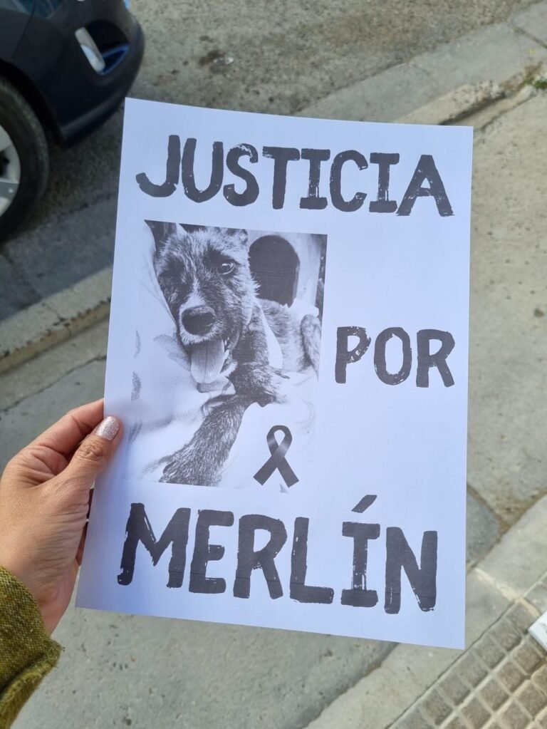 Iniciaron una causa judicial por el caso Merlín, el perro que murió por maltrato extremo