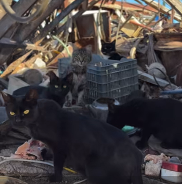 Los gatos de Félix quedaron solos y rescatistas piden ayuda para capturarlos