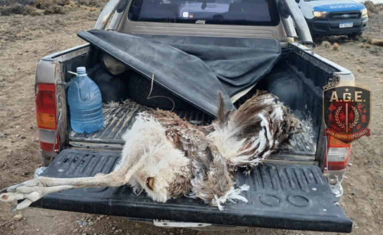 Caza ilegal al descubierto: llevaban un choique y un arma en una camioneta