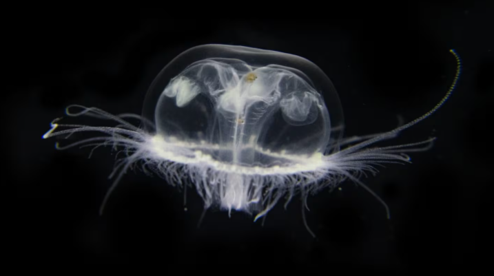 Científicas del Conicet detectaron una medusa invasora de Asia en lagos de Bariloche