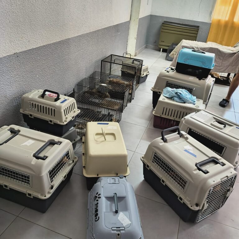 Continúa el operativo de control y sanidad en una colonia de felinos callejeros