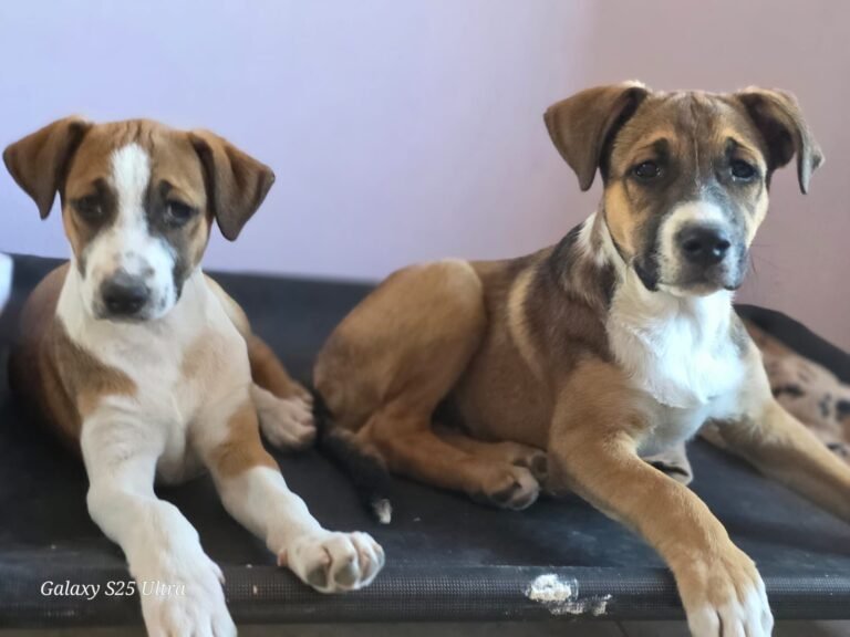 Polémica: dos cachorros rescatados del maltrato deberán ser restituidos a sus dueños